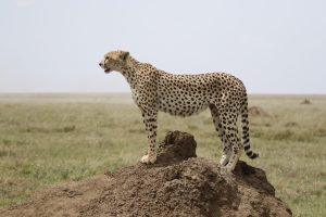Best Time to Visit Tanzania for Safari