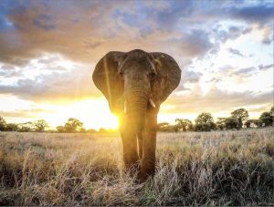 Tanzania Trip