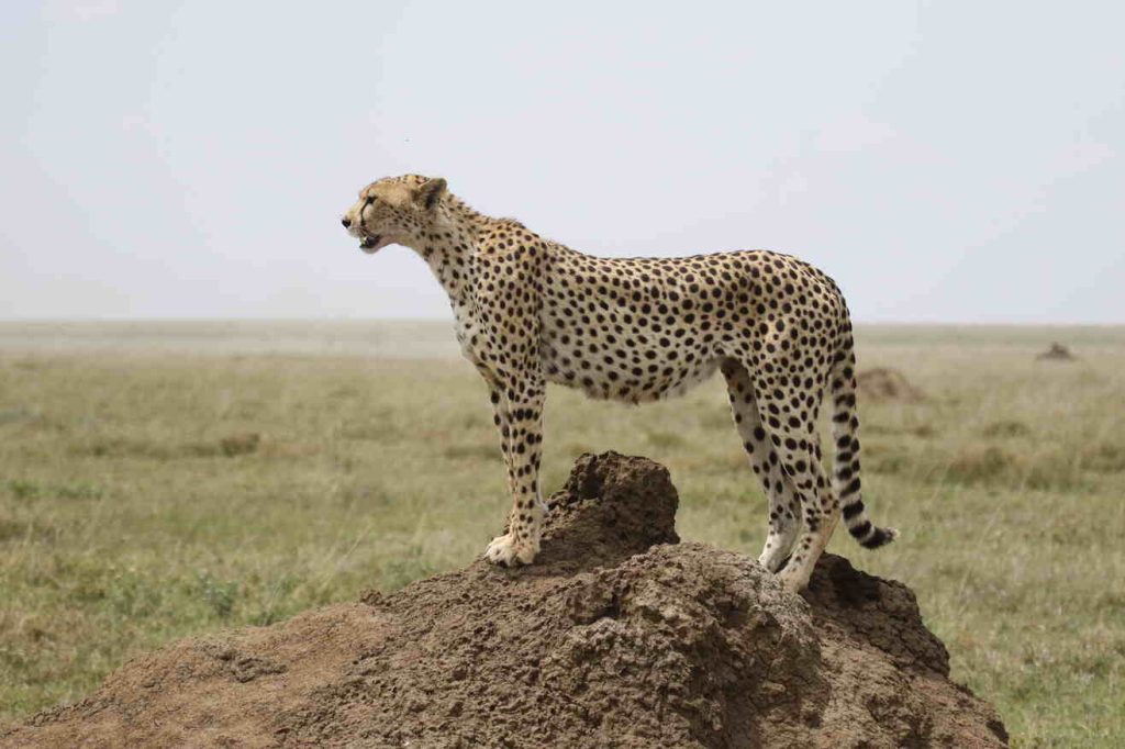 cheetah in serengeti