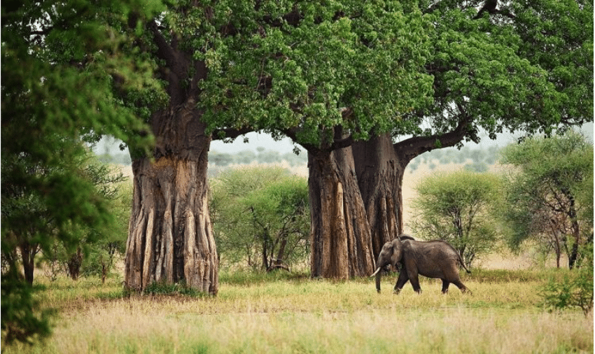 Tarangire national park