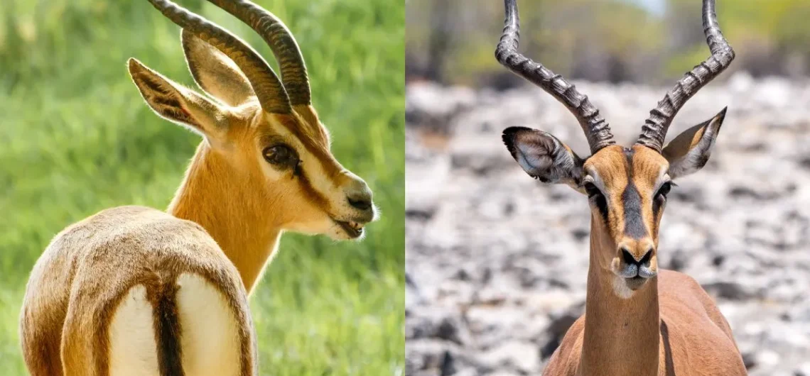 Gazelle Vs Antelope