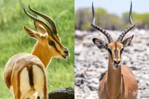 Gazelle Vs Antelope
