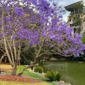 Jacaranda Mimosifolia
