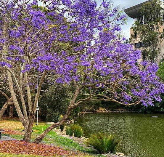 Jacaranda Mimosifolia