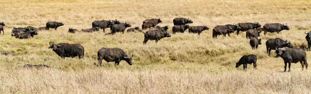 Safari trips to Tanzania Africa