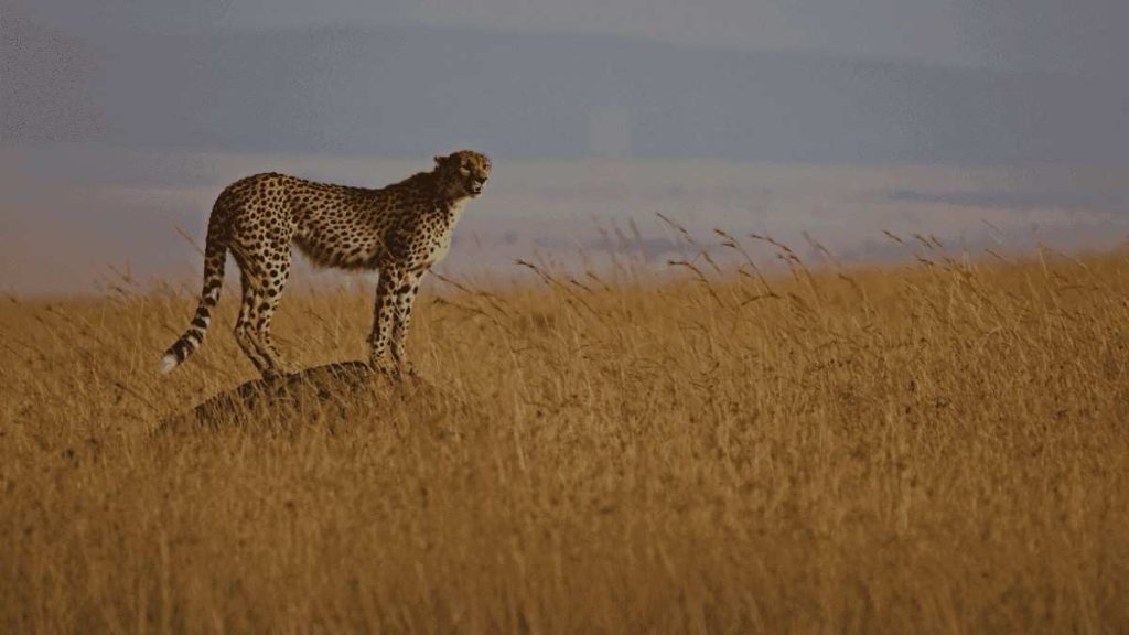 Tanzania Conservation and Community Visit Safari