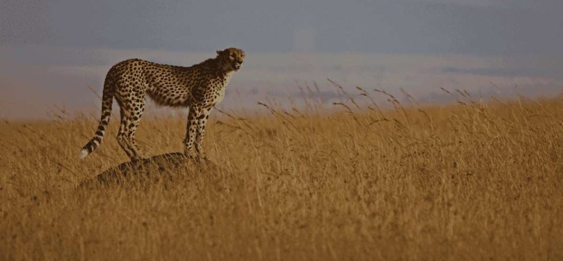 Tanzania Conservation and Community Visit Safari