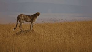 Tanzania Conservation and Community Visit Safari
