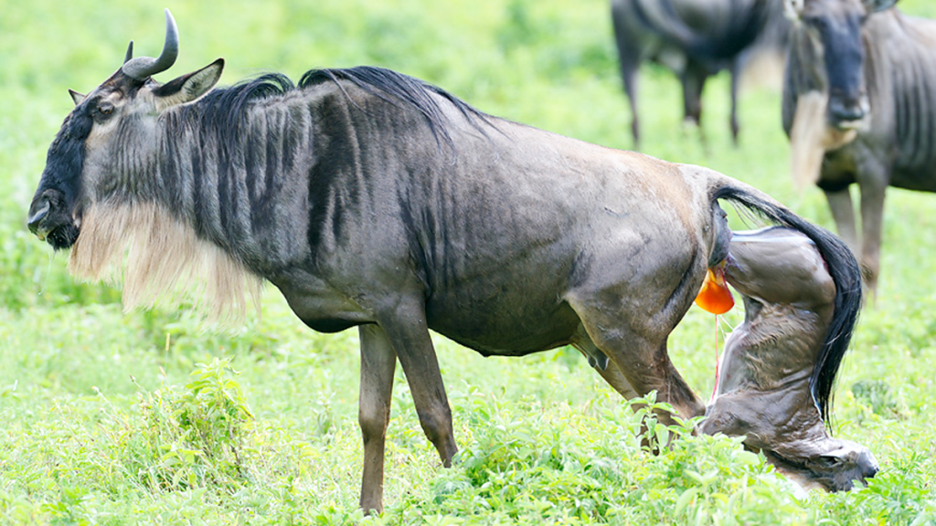 calving season in Tanzania