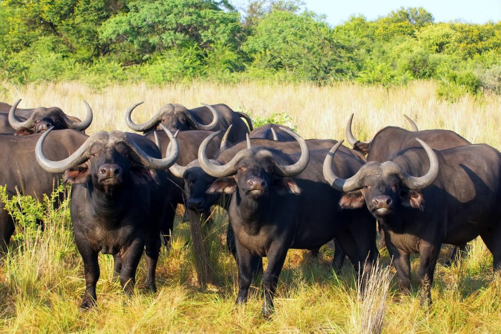 cape buffalo