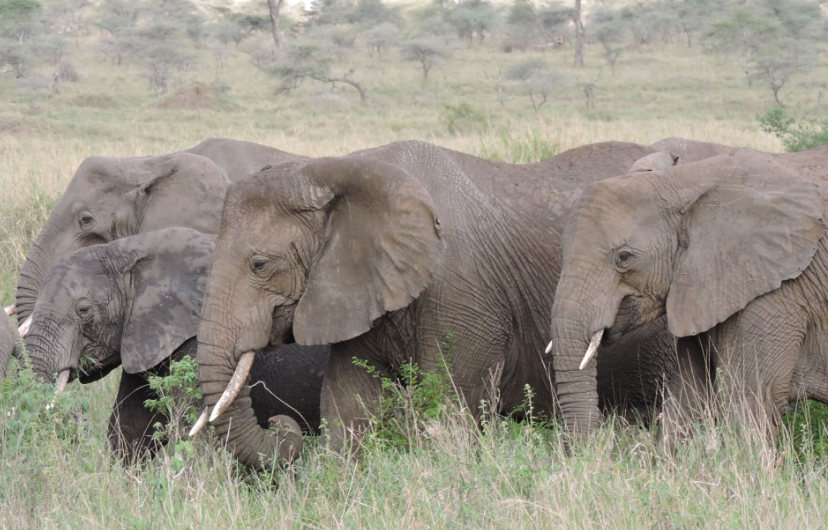 how fast can an elephant run?