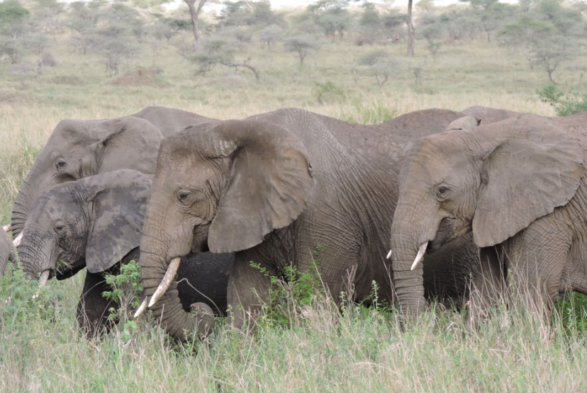 how fast can an elephant run?