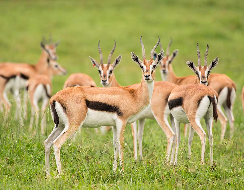 Most seen animals and where to spot them on Tanzania safari