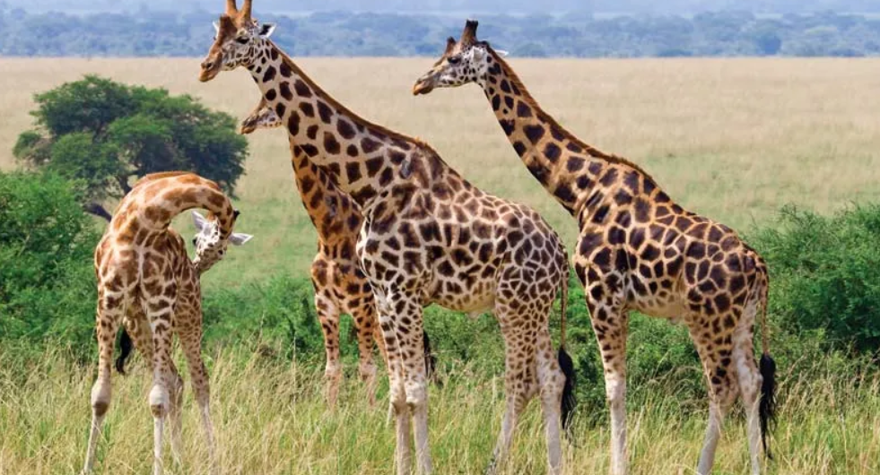 how fast can a giraffe run?