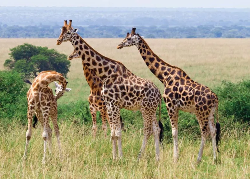 how fast can a giraffe run?
