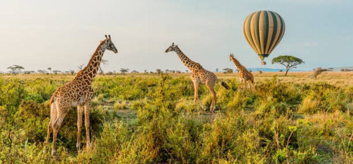must read books before coming for Tanzania safari