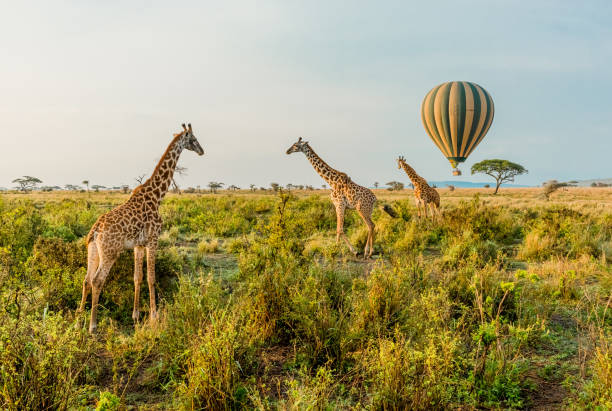 must read books before coming for Tanzania safari