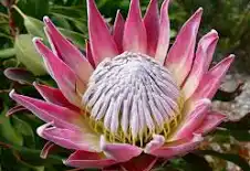 protea flower
