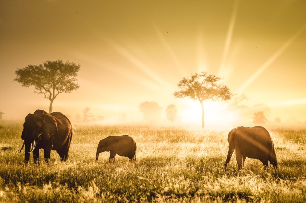 tanzania safari for solo travelers