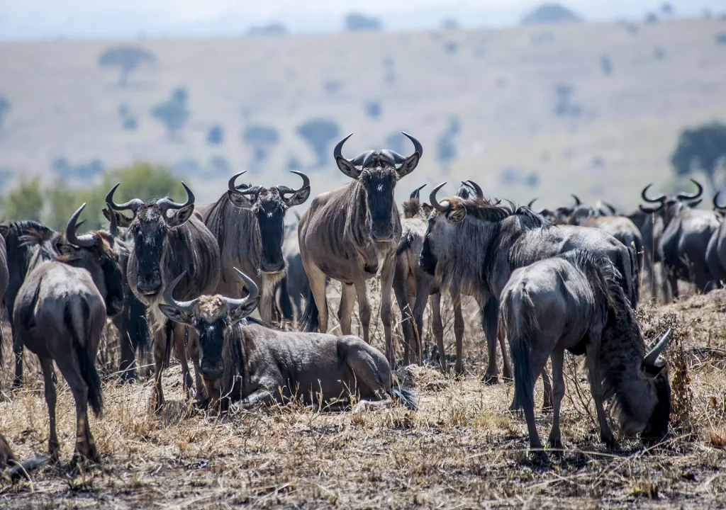 8 Days Tanzania Luxury Safari
