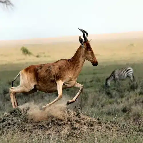 Tanzania Safari With German Speaking Guide