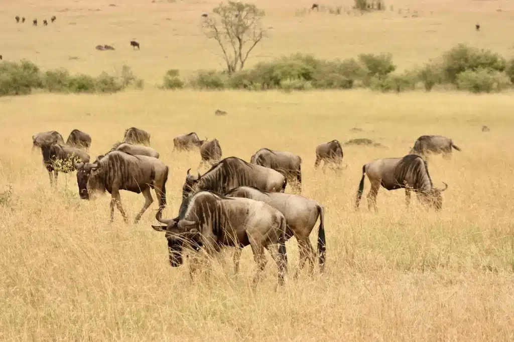 best local tour operator in kenya