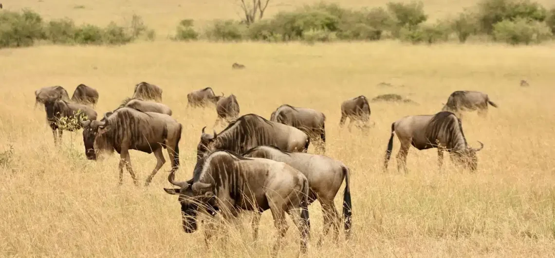 best local tour operator in kenya