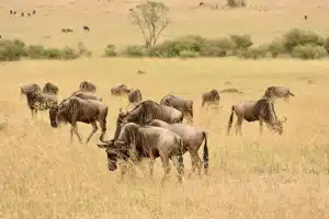 best local tour operator in kenya