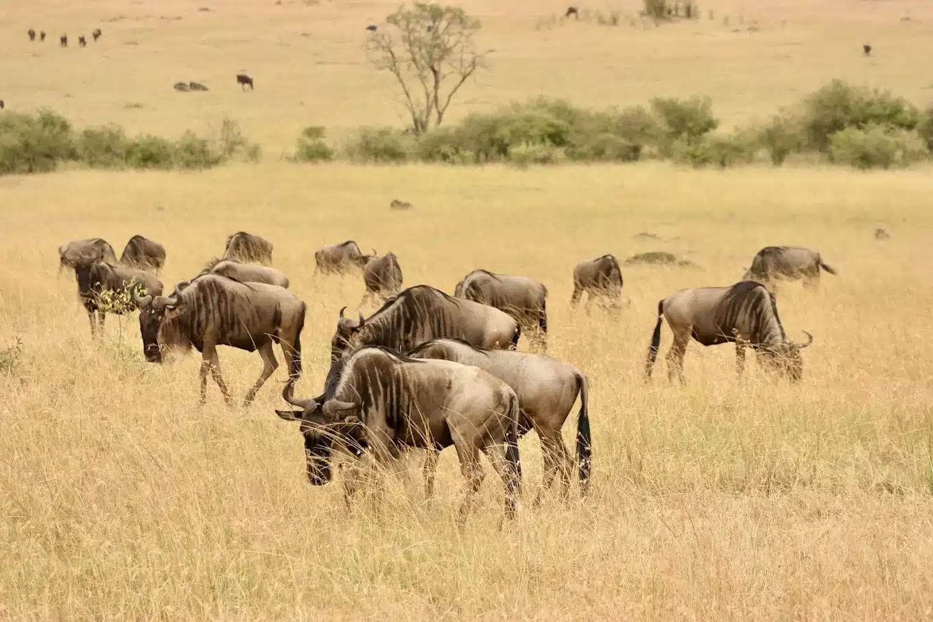 best local tour operator in kenya