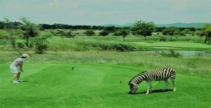 golf safari