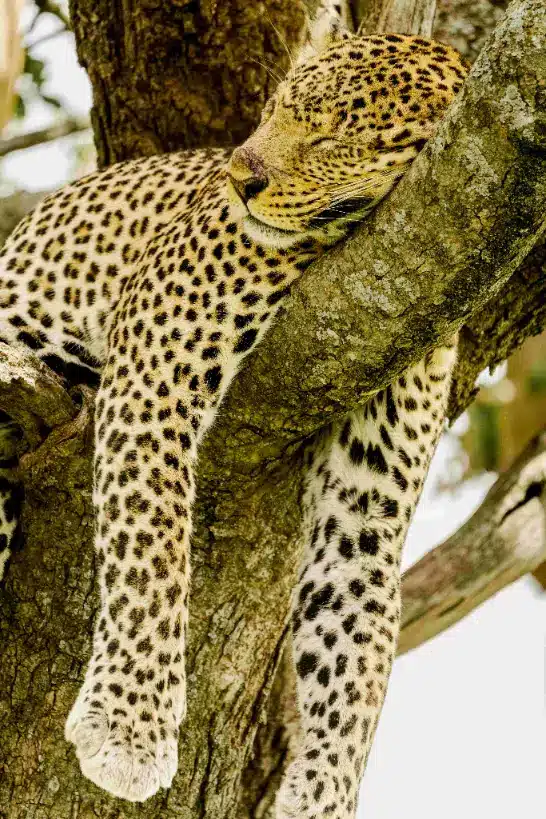 kiwoito Africa safaris