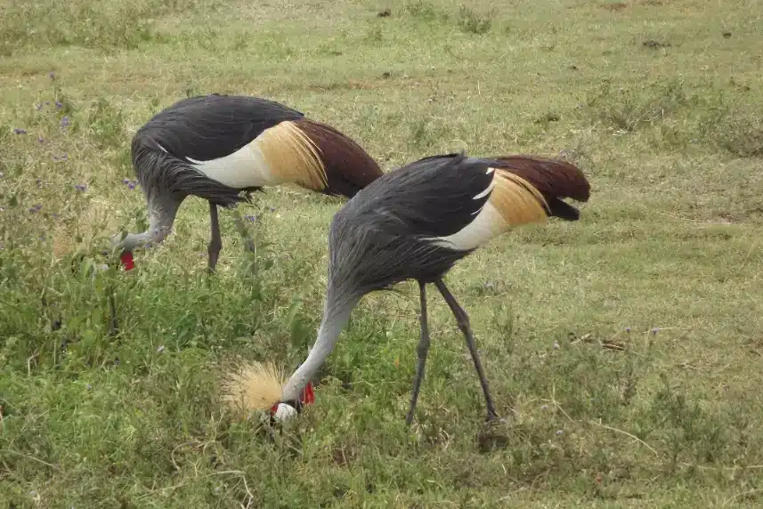 5 days luxury safari