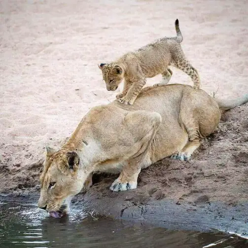 serengeti national park
