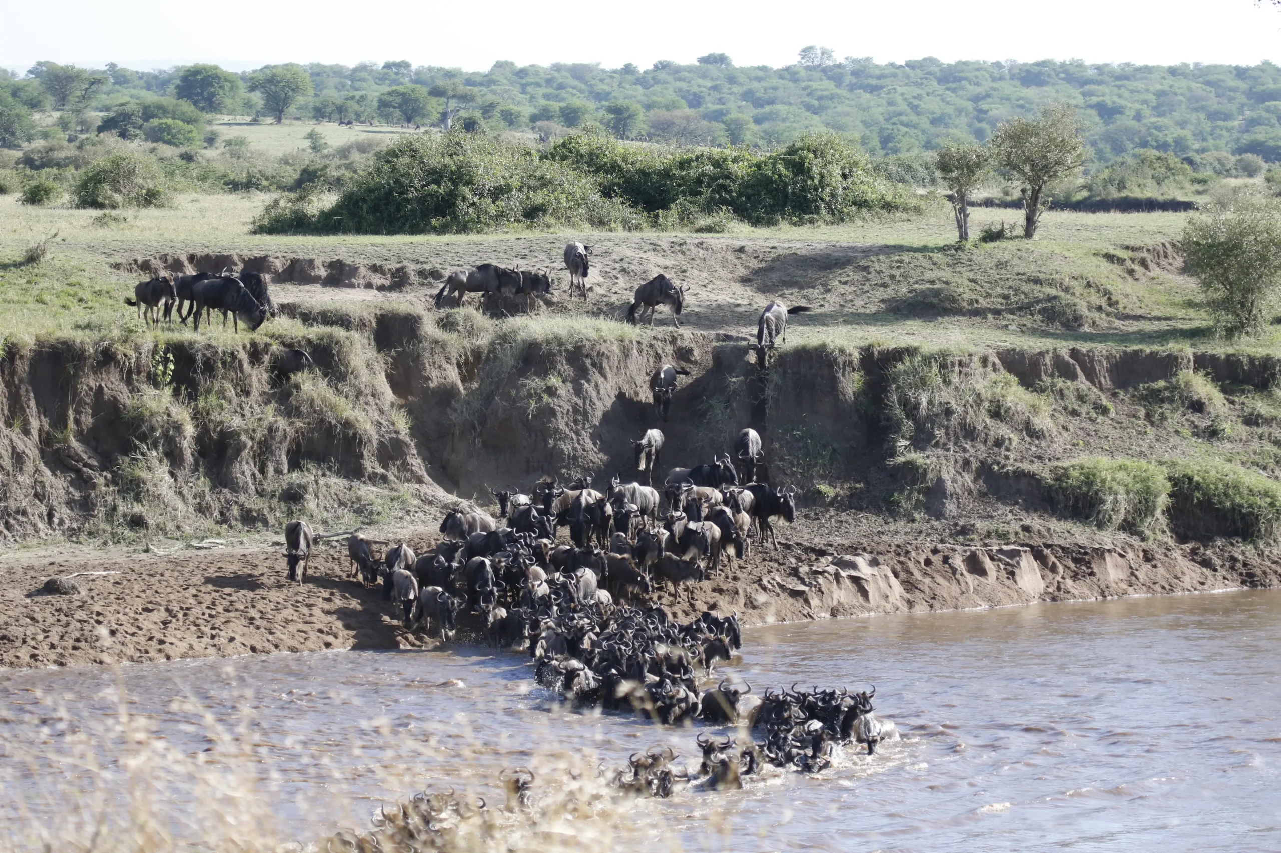 wildebeest migration