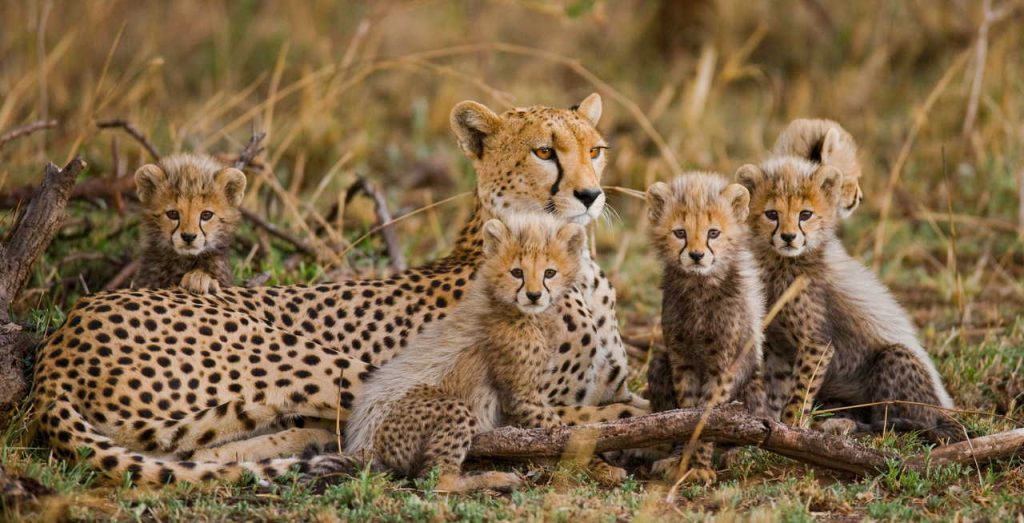 serengeti national park