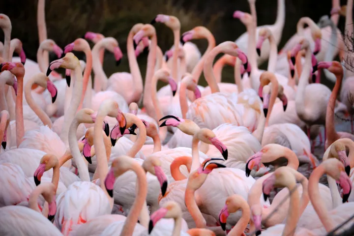 ngorongoro conservation area