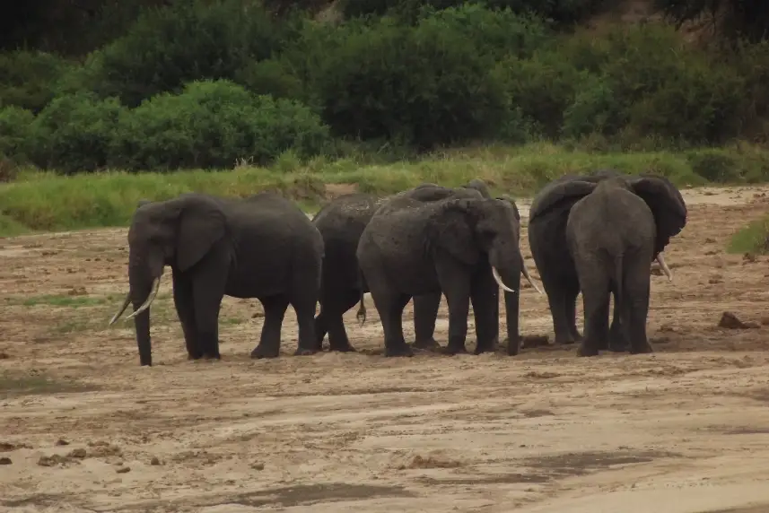 Tarangire national park