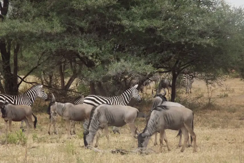 Tanzania safari with kosher meals