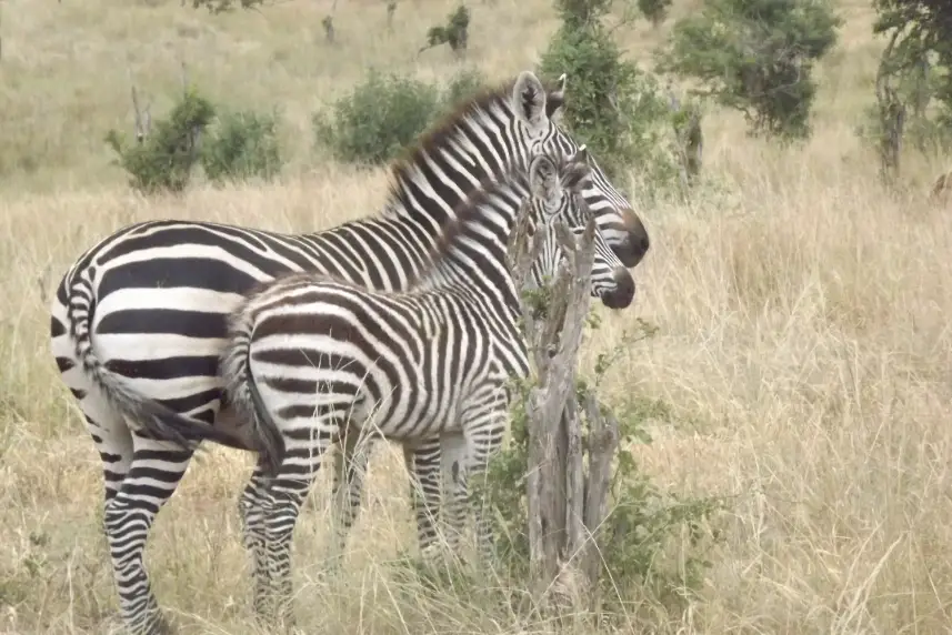 tarangire