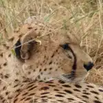 safari from arusha