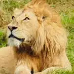 safari from arusha