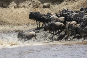 Tanzania landrover safari