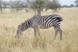 Tanzania last minute safari
