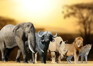 the big 5 animals