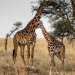 Tanzania charity safari