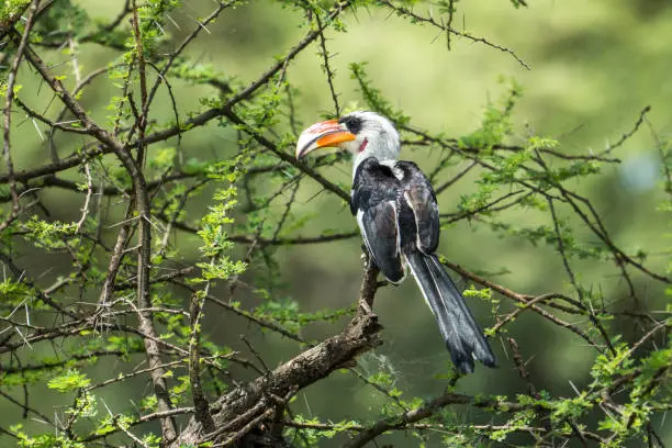 birding
