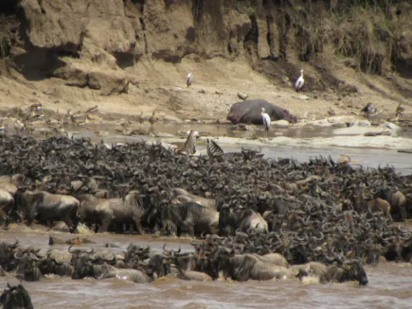 great migration