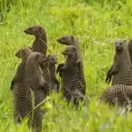 5 days luxury safari