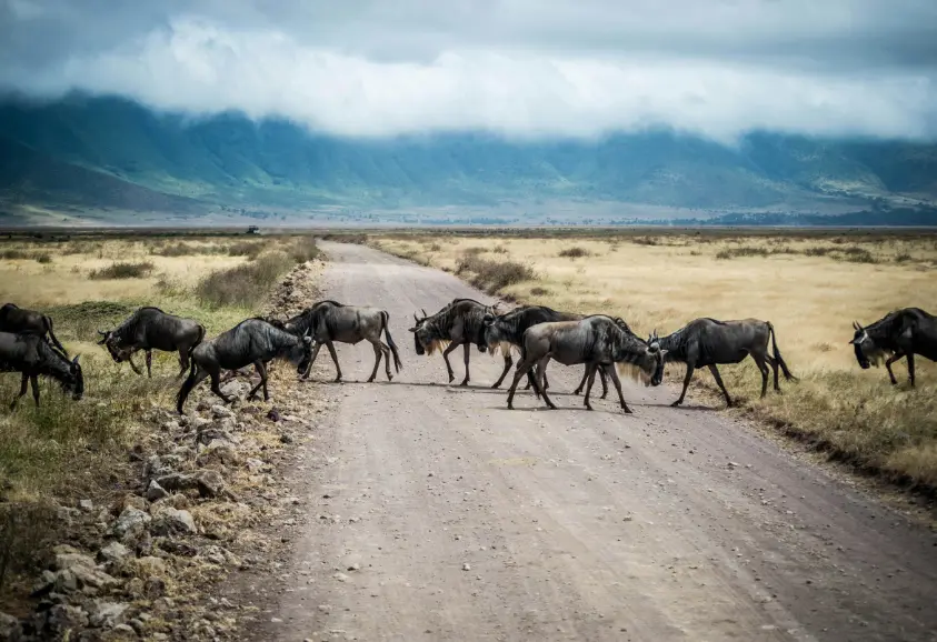 trip to tanzania for wildlife safari