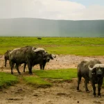 14 days luxury safari and zanzibar